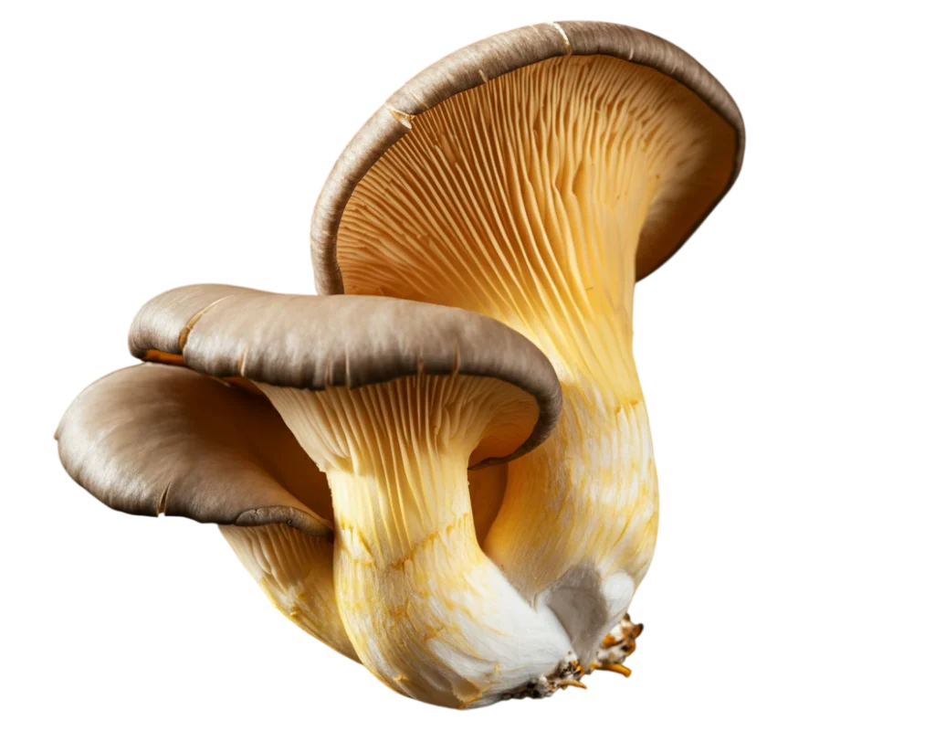 Golden Oyster