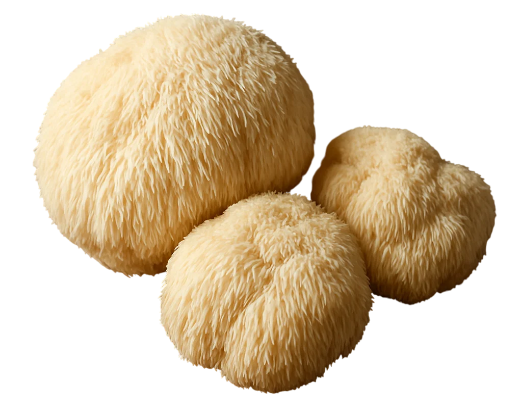 Lion’s Mane