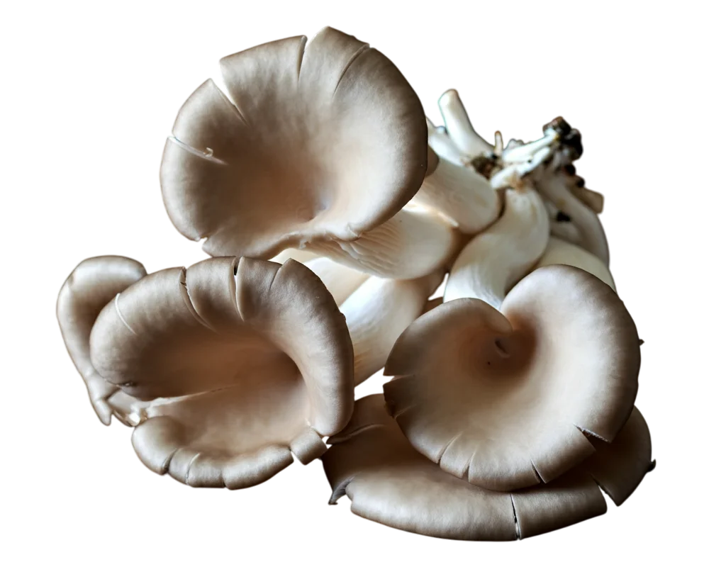 Summer White Oyster