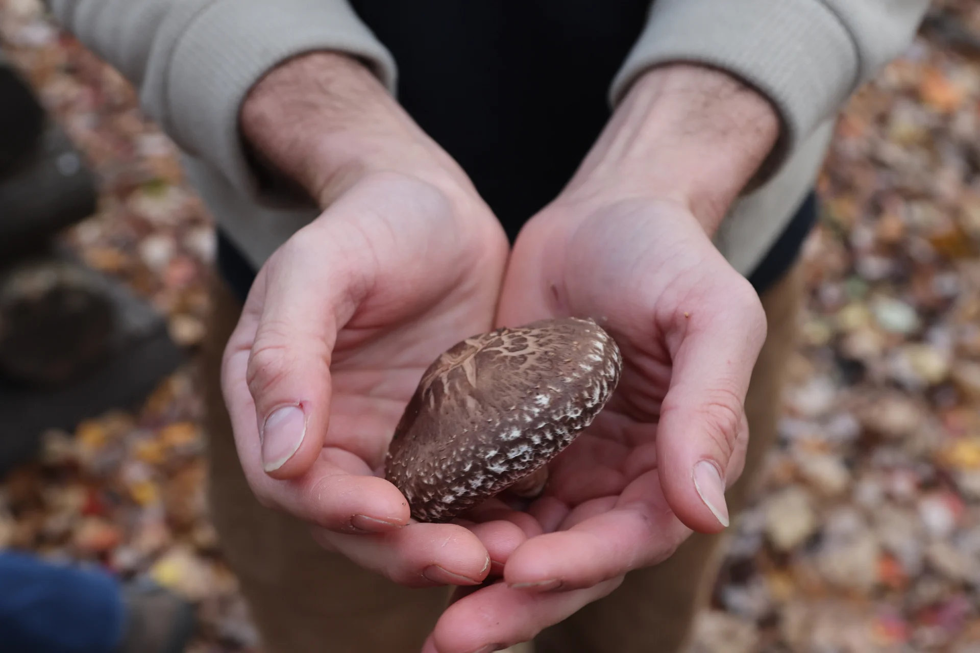 Premium Mushroom Line Diagonal