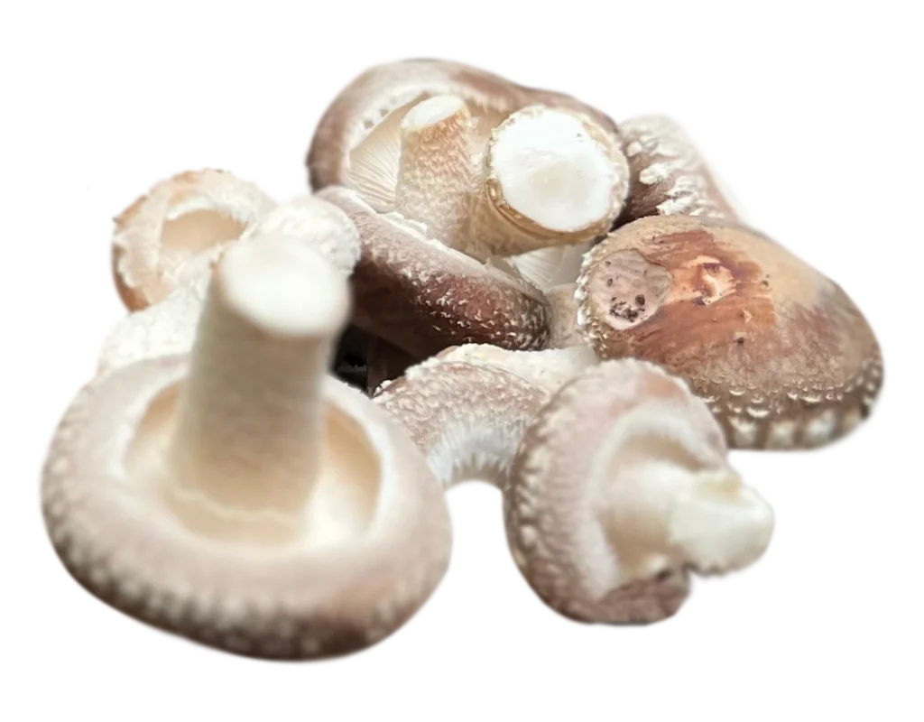 Shitake Mushroom